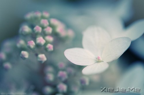 经过人生的荒凉,才能抵达内心的繁华 (3)